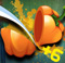 Veggie Slicer