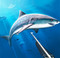 Hunter Underwater Spearfishing 3D